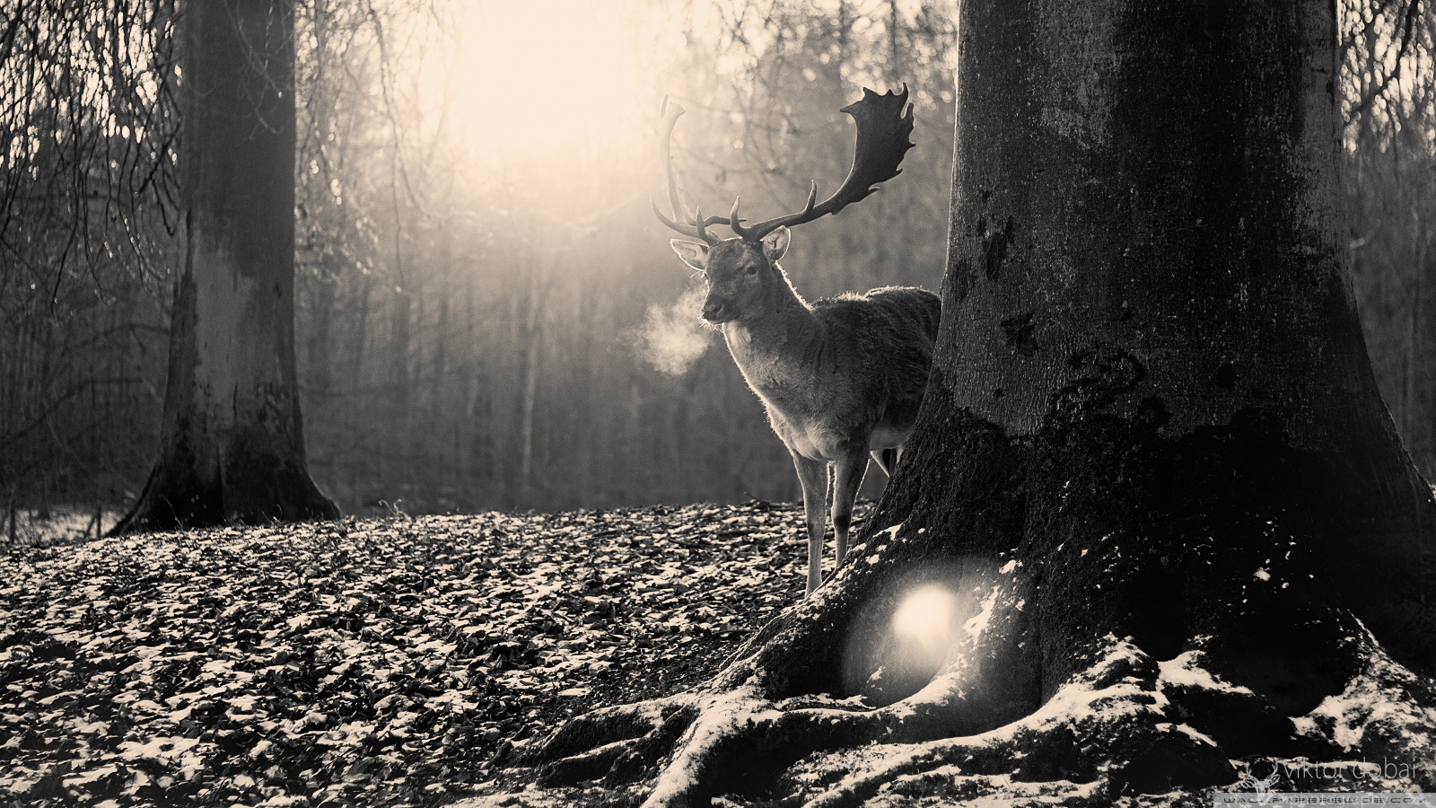 stag_winter-wallpaper-1600x900